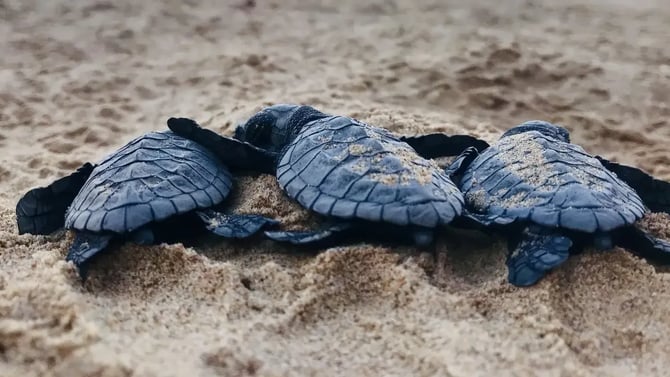 Free Things to Do near South Padre Island, TX