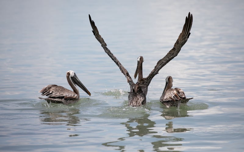 Two pelicans are swimming in the water with their wings outstretched.