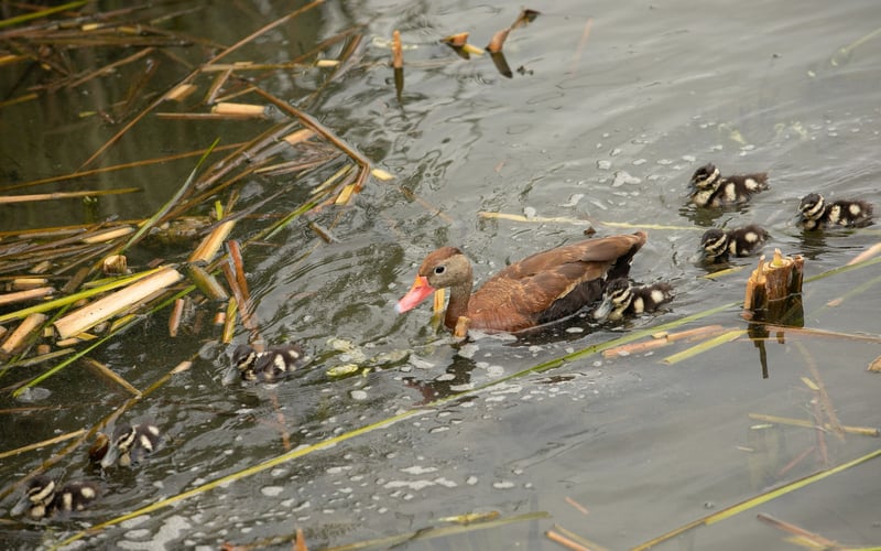 A duck and her ducklings are swimming in a pond.