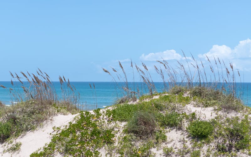 A sand dune with sea oats growing on top of it and a view of the ocean.