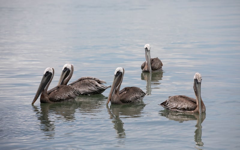 A group of pelicans are swimming in the water.